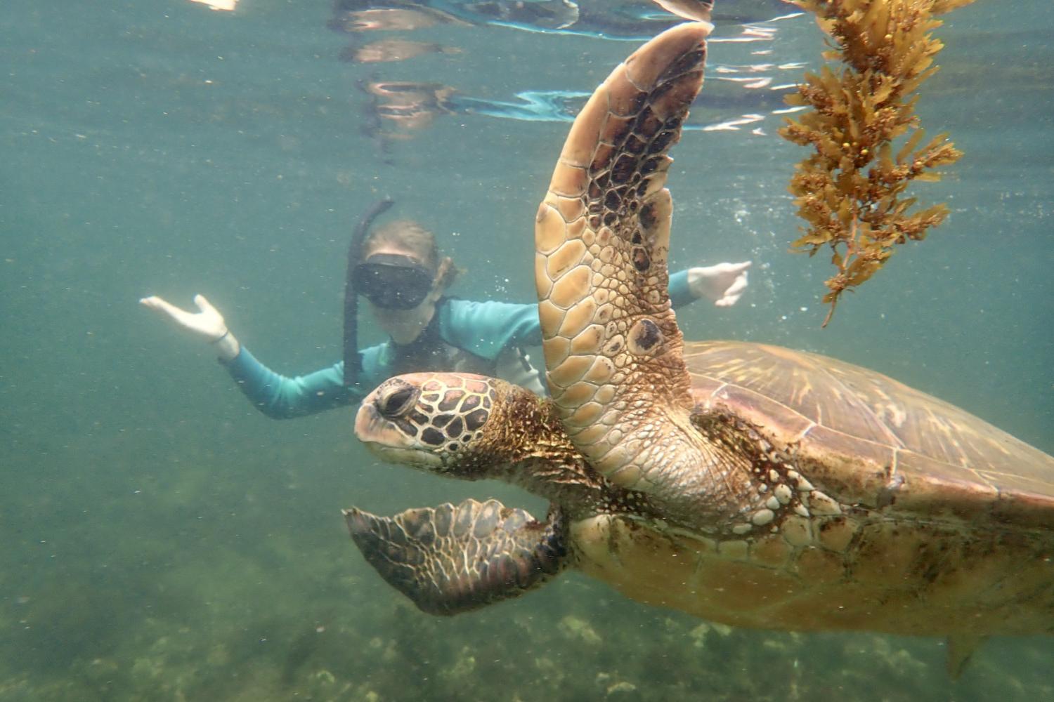 一名<a href='http://devos.infosecureredteam.com'>bv伟德ios下载</a>学生在Galápagos群岛游学途中与一只巨龟游泳.
